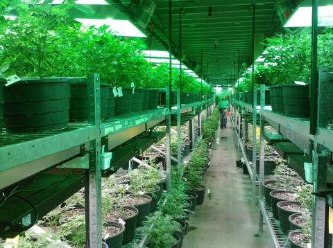 Una plantación de marihuana en Colorado (EEUU) Una plantación de marihuana en Colorado (EEUU)