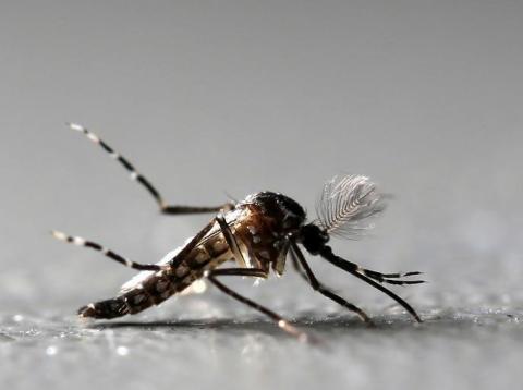 Genetically modified male Aedes aegypti mosquitoes are pictured at Oxitec factory in Piracicaba, Brazil. Genetically modified male Aedes aegypti mosquitoes are pictured at Oxitec factory in Piracicaba, Brazil.