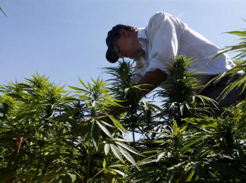 Una plantación de cannabis en Líbano. Una plantación de cannabis en Líbano.