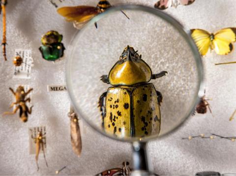 Cuarenta y uno por ciento de las especies de insectos del mundo están en riesgo, según un estudio reciente. Cuarenta y uno por ciento de las especies de insectos del mundo están en riesgo, según un estudio reciente.