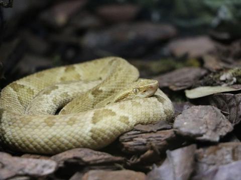terciopelo amarillo serpiente terciopelo amarillo serpiente