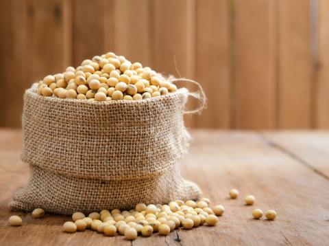 Soy beans are rich in calcium. Soy beans are rich in calcium.