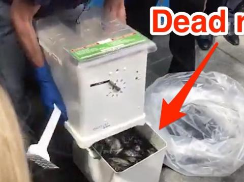 Brooklyn Borough President Eric Adams displayed the Ekomille rat trap at a press conference on September 6, 2019. Brooklyn Borough President Eric Adams displayed the Ekomille rat trap at a press conference on September 6, 2019.