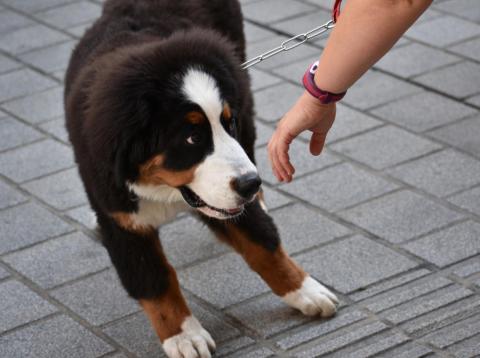 Sometimes a dog may dislike you or feel uncomfortable around you. Sometimes a dog may dislike you or feel uncomfortable around you.