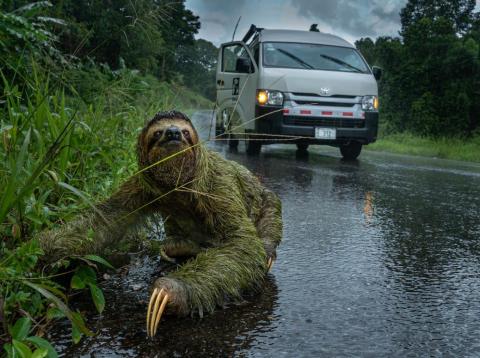 People and Nature category winner: "Why did the sloth cross the road?" by Andrew Whitworth People and Nature category winner: "Why did the sloth cross the road?" by Andrew Whitworth