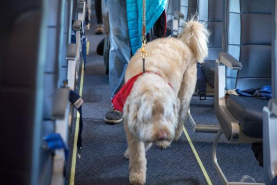 Perro en el avión