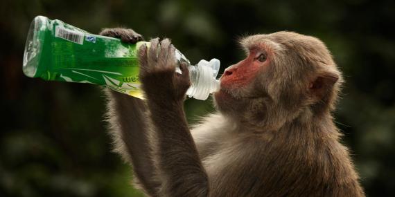 A rhesus macaque monkey in Hong Kong on April 30, 2011.