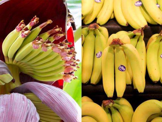 Las plantas de banano pueden crecer hasta 9 metros de altura.